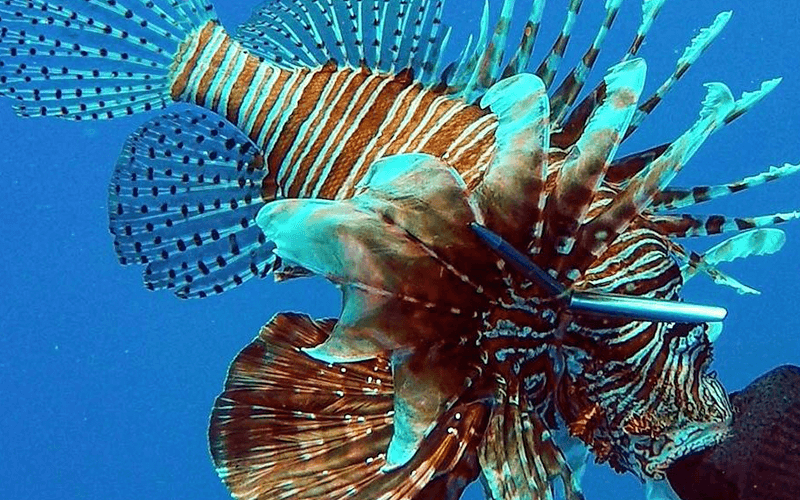 Best Key Largo Lionfish Hunting Charter Florida Keys