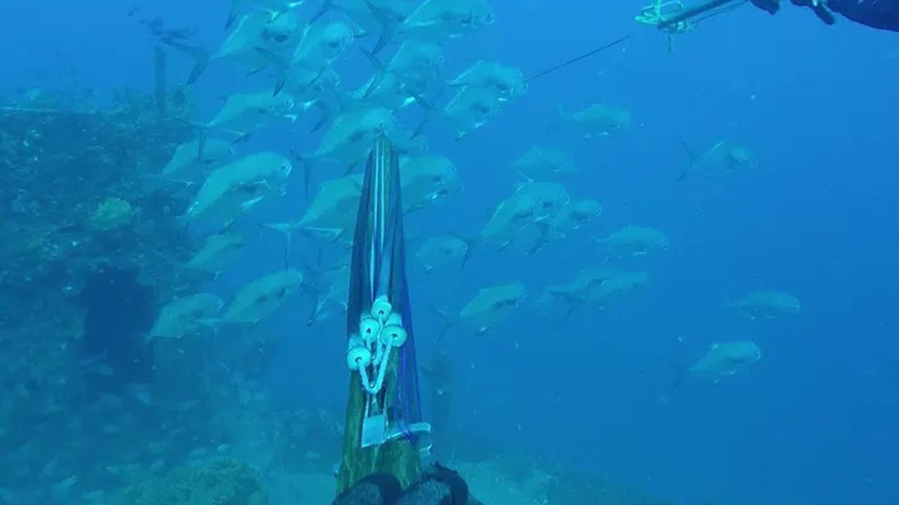 Spearfisher aiming at a school of fish underwater in Islamorada, Florida.