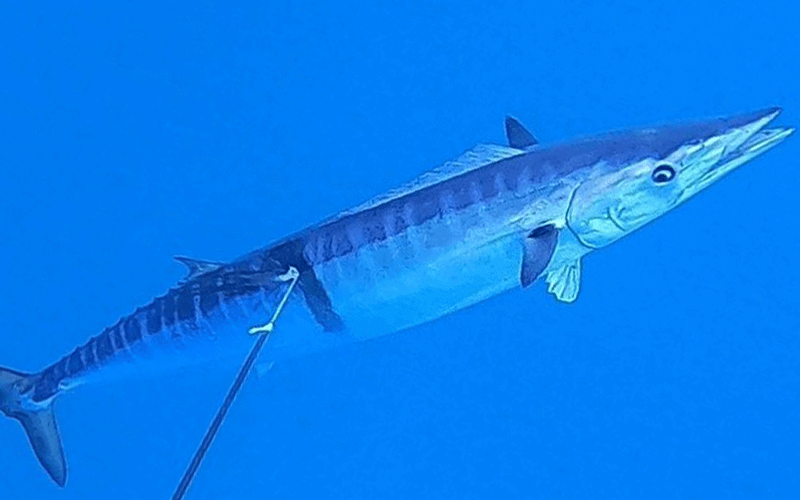 Large fish speared during a bluewater spearfishing charter in the Florida Keys.