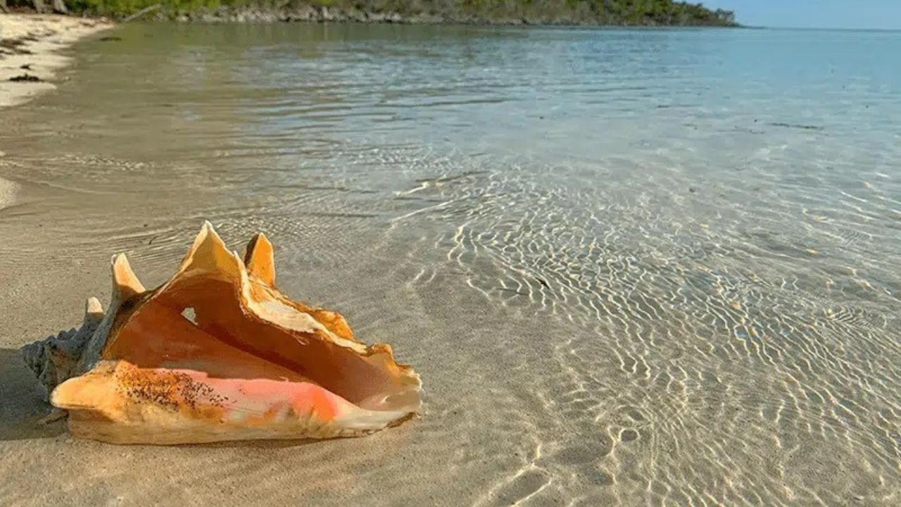 Shell Beach near Islamorada with shallow water along the Florida Keys.