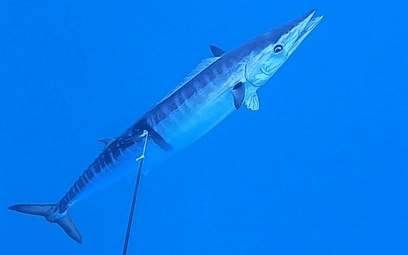 Local Spearfishing Charter in Key Largo, Florida