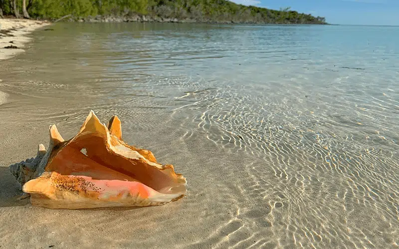 Shell at Beach in Islamorada, Florida Keys