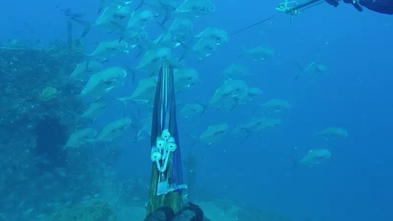 Spearfishing gun aimed toward a school of fish during an underwater dive.